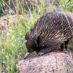 Tachyglossus aculeatus (Short-beaked Echidna) at Fisher, ACT - 15 Nov 2021 by Chris Appleton