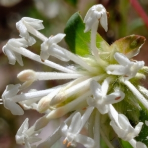 Pimelea linifolia subsp. linifolia at Coree, ACT - 16 Nov 2021 01:52 PM