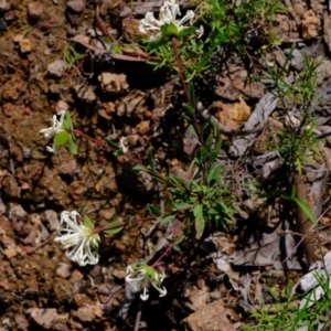 Pimelea linifolia subsp. linifolia at Coree, ACT - 16 Nov 2021 01:52 PM