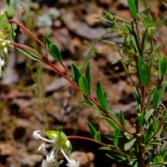 Pimelea linifolia subsp. linifolia at Coree, ACT - 16 Nov 2021