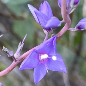 Veronica perfoliata at Macarthur, ACT - 16 Nov 2021