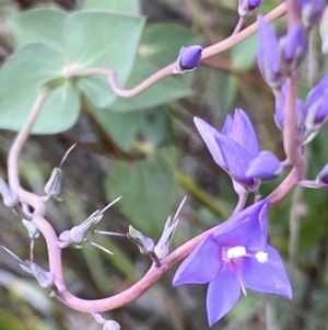 Veronica perfoliata at Macarthur, ACT - 16 Nov 2021