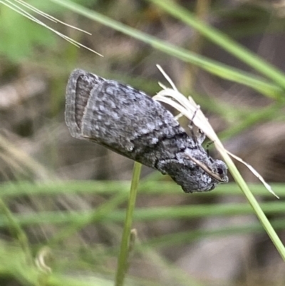 Uraba lugens (Gumleaf Skeletonizer) at Macarthur, ACT - 16 Nov 2021 by RAllen