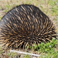 Tachyglossus aculeatus (Short-beaked Echidna) at Watson, ACT - 16 Nov 2021 by sbittinger