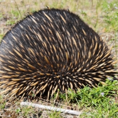 Tachyglossus aculeatus (Short-beaked Echidna) at Watson, ACT - 16 Nov 2021 by sbittinger