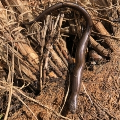 Hemiergis talbingoensis (Eastern Three-toed Earless Skink) at Aranda, ACT - 16 Nov 2021 by KMcCue