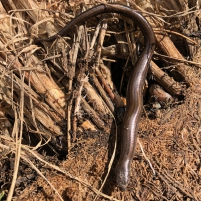 Hemiergis talbingoensis (Eastern Three-toed Earless Skink) at Aranda, ACT - 16 Nov 2021 by KMcCue