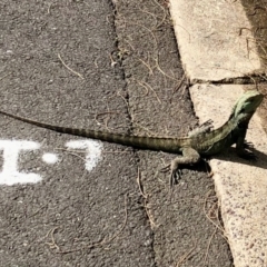 Intellagama lesueurii howittii (Gippsland Water Dragon) at ANBG - 16 Nov 2021 by KMcCue