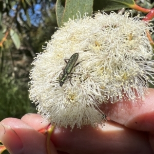 Eleale aspera at Murrumbateman, NSW - 16 Nov 2021 04:26 PM