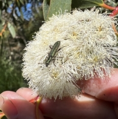 Eleale aspera (Clerid beetle) at Murrumbateman, NSW - 16 Nov 2021 by SimoneC