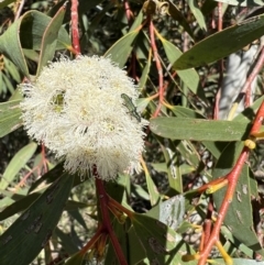 Eleale aspera at Murrumbateman, NSW - 16 Nov 2021 04:26 PM