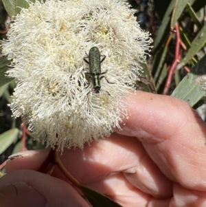 Eleale aspera at Murrumbateman, NSW - 16 Nov 2021 04:26 PM