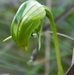 Pterostylis nutans (Nodding Greenhood) at ANBG South Annex - 22 Oct 2021 by RG