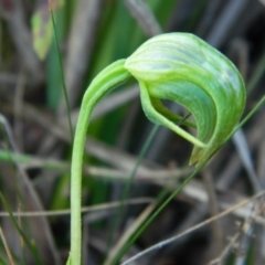 Pterostylis nutans at Acton, ACT - 22 Oct 2021