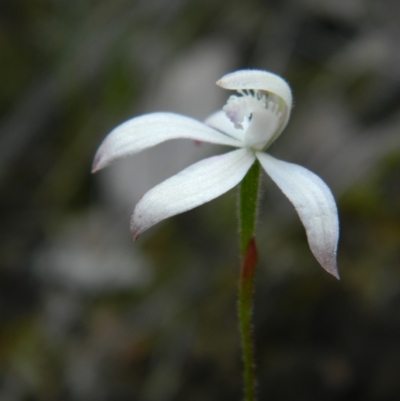 Caladenia ustulata (Brown Caps) at ANBG South Annex - 22 Oct 2021 by RG