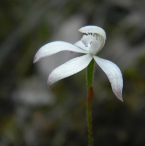 Caladenia ustulata at Acton, ACT - 22 Oct 2021