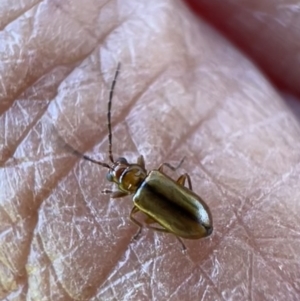 Monolepta sp. (genus) at Murrumbateman, NSW - 16 Nov 2021 04:09 PM