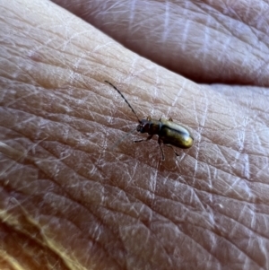 Monolepta sp. (genus) at Murrumbateman, NSW - 16 Nov 2021 04:09 PM