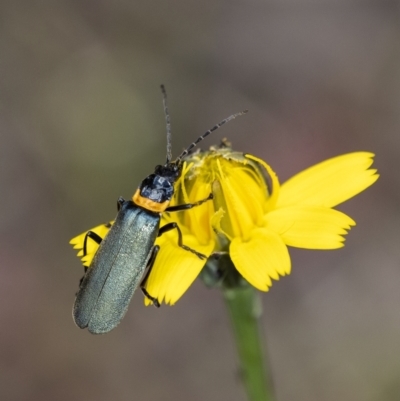 Chauliognathus lugubris (Plague Soldier Beetle) at Wingecarribee Local Government Area - 16 Nov 2021 by Aussiegall