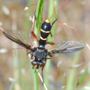 Tachinidae (family) at Tennent, ACT - 15 Nov 2021 03:06 PM