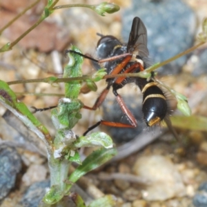 Tachinidae (family) at Tennent, ACT - 15 Nov 2021