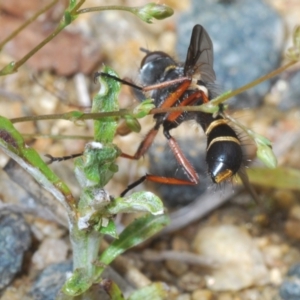 Tachinidae (family) at Tennent, ACT - 15 Nov 2021 03:06 PM