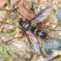 Tachinidae (family) at Tennent, ACT - 15 Nov 2021 03:06 PM