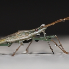 Mutusca brevicornis (A broad-headed bug) at Evatt, ACT - 12 Nov 2021 by TimL