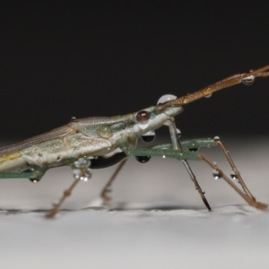 Mutusca brevicornis at Evatt, ACT - 12 Nov 2021 10:07 AM