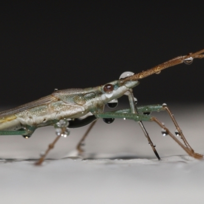 Mutusca brevicornis (A broad-headed bug) at Evatt, ACT - 11 Nov 2021 by TimL