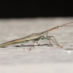 Mutusca brevicornis at Evatt, ACT - 12 Nov 2021 10:07 AM