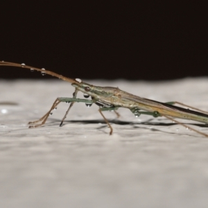 Mutusca brevicornis at Evatt, ACT - 12 Nov 2021 10:07 AM