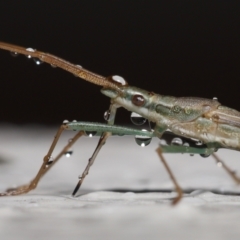 Mutusca brevicornis at Evatt, ACT - 12 Nov 2021 10:07 AM