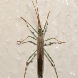 Mutusca brevicornis at Evatt, ACT - 12 Nov 2021 10:07 AM