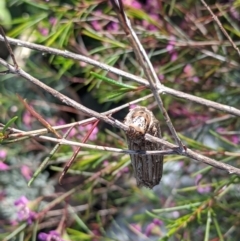 Clania lewinii & similar Casemoths (Parallel stick Case Moths) at Amaroo, ACT - 15 Nov 2021 by chriselidie