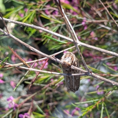 Clania lewinii & similar Casemoths (Parallel stick Case Moths) at Amaroo, ACT - 15 Nov 2021 by chriselidie