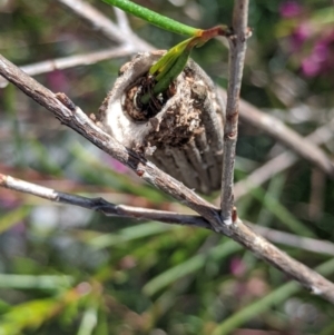 Clania lewinii & similar Casemoths at Amaroo, ACT - suppressed