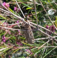 Clania lewinii & similar Casemoths at Amaroo, ACT - suppressed