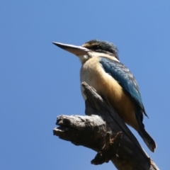 Todiramphus sanctus (Sacred Kingfisher) at Stromlo, ACT - 16 Nov 2021 by jb2602