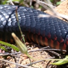 Pseudechis porphyriacus (Red-bellied Black Snake) at Stromlo, ACT - 16 Nov 2021 by jbromilow50