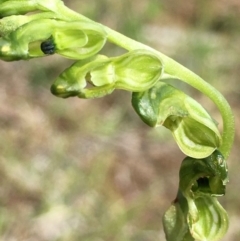 Hymenochilus bicolor (Black-tip Greenhood) at Black Mountain - 15 Nov 2021 by RWPurdie