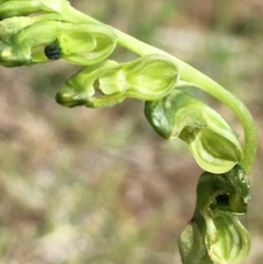 Hymenochilus bicolor (Black-tip greenhood) at Molonglo Valley, ACT - 15 Nov 2021 by RWPurdie