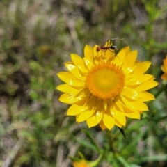 Xerochrysum viscosum (Sticky Everlasting) at Mitchell, ACT - 16 Nov 2021 by trevorpreston