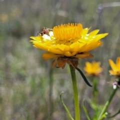 Xerochrysum viscosum at Mitchell, ACT - 16 Nov 2021 10:40 AM