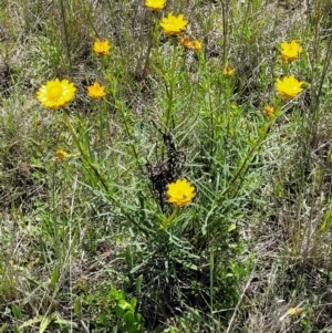 Xerochrysum viscosum at Mitchell, ACT - 16 Nov 2021