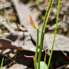 Caladenia sp. (A Caladenia) at Block 402 - 15 Nov 2021 by RobG1