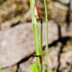 Caladenia sp. at Stromlo, ACT - 16 Nov 2021