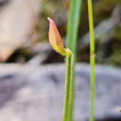 Caladenia sp. at Stromlo, ACT - 16 Nov 2021