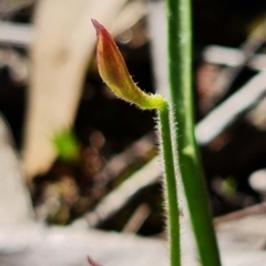 Caladenia sp. at Stromlo, ACT - 16 Nov 2021