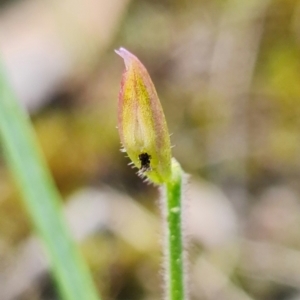 Caladenia sp. at Stromlo, ACT - 16 Nov 2021